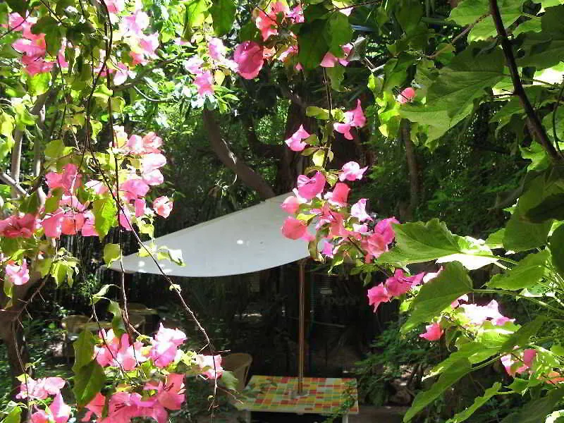 Le Windsor, Jungle Art Hotel Nice